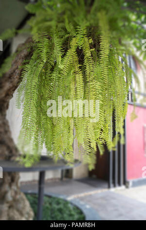 Feuilles vert décoré de plantes dans la boutique, stock photo Banque D'Images