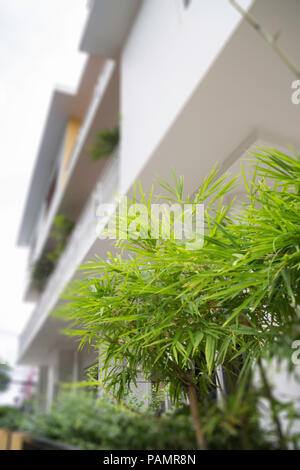 Feuilles vert décoré de plantes dans la boutique, stock photo Banque D'Images