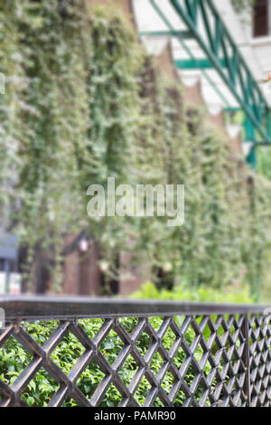 Feuilles vert décoré de plantes dans la boutique, stock photo Banque D'Images