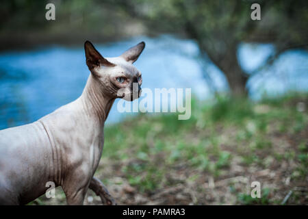 Chat Sphynx explorer le désert pour la première fois, avec la rivière à l'arrière-plan flou Banque D'Images
