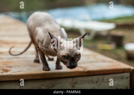 Chat Sphynx explorer le désert pour la première fois Banque D'Images