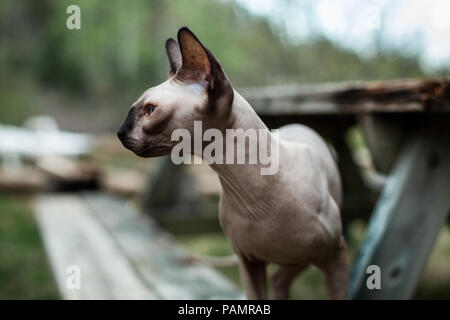 Chat Sphynx explorer le désert pour la première fois Banque D'Images