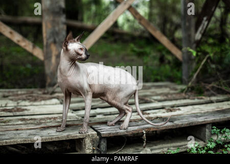 Chat Sphynx explorer le désert pour la première fois Banque D'Images