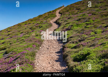 La côte sud-ouest sentier traversant la lande couverte de bruyère près de St Agnes Tête, Cornwall, UK. Banque D'Images