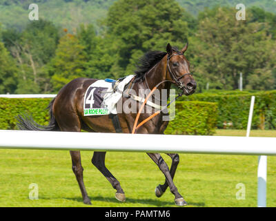 Cheval après son déjantage jockey, hippodrome de La Roche Posay, Vienne, France. Banque D'Images