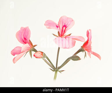 Feuilles de lierre pelargonium fleurs. Banque D'Images