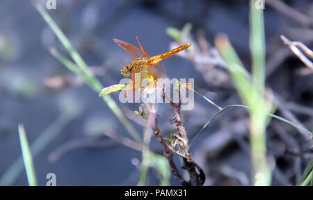 Dragonflay est sur les rameaux. Banque D'Images