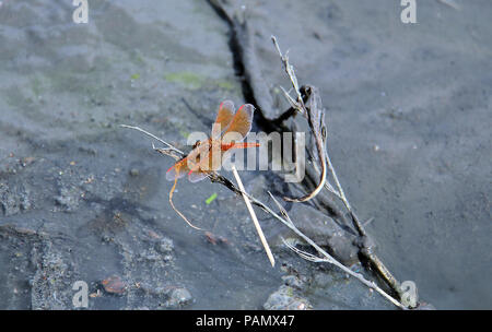 Dragonflay est sur les rameaux. Banque D'Images