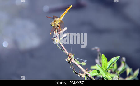 Dragonflay est sur les rameaux. Banque D'Images