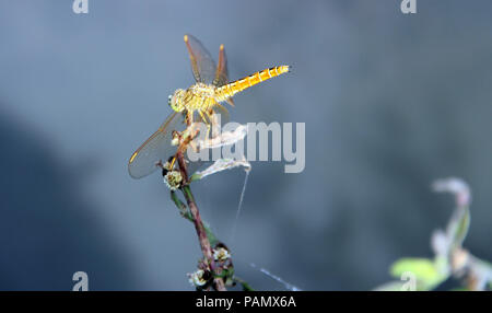 Dragonflay est sur les rameaux. Banque D'Images