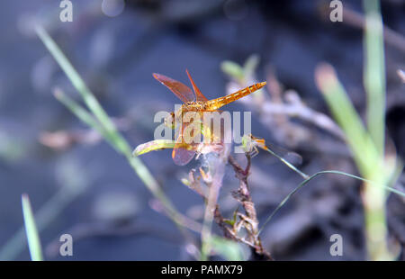 Dragonflay est sur les rameaux. Banque D'Images