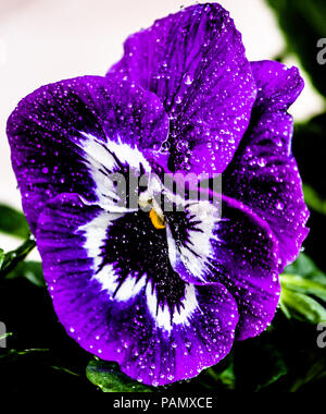 Pansy violet Banque D'Images