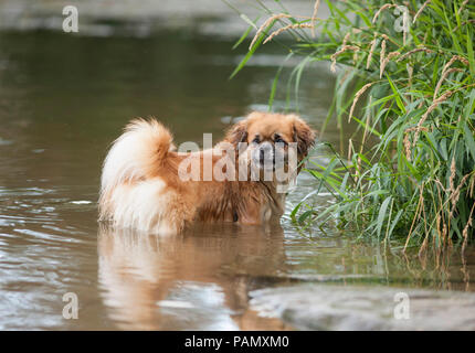 Tibetan Spaniel. Chien adulte debout dans un lac. Allemagne Banque D'Images