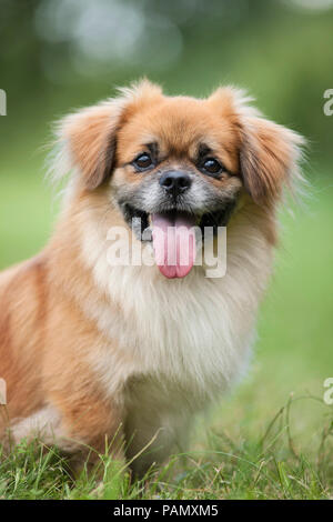 Tibetan Spaniel. Chien adulte assis sur un pré, portrait. Allemagne Banque D'Images