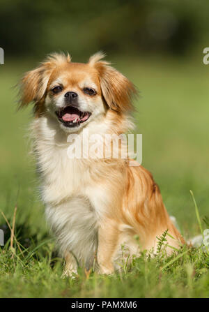 Tibetan Spaniel. Chien adulte assis sur un pré. Allemagne Banque D'Images