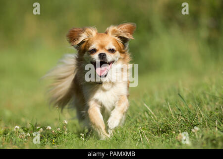 Tibetan Spaniel. Chien adulte fonctionnant sur un pré vers la caméra. Allemagne Banque D'Images