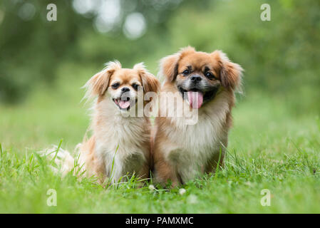 Tibetan Spaniel. Deux chiens adultes assis sur l'herbe. L'Allemagne. Banque D'Images