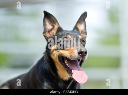 Australian Kelpie de travail. Portraet de chien adulte. L'Allemagne. Banque D'Images