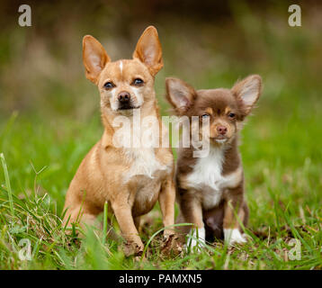 Chihuahua. Adulte et chiot assis sur un pré. Allemagne Banque D'Images