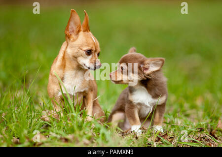 Chihuahua. Adulte et chiot assis sur un pré. Allemagne Banque D'Images