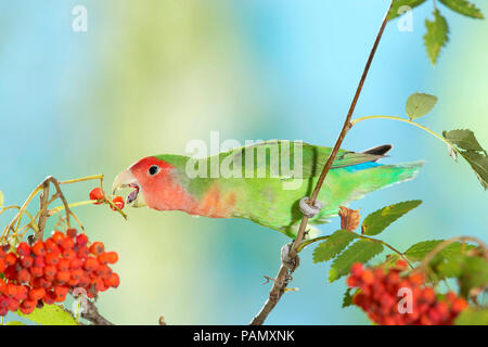 Rosy Inséparable rosegorge (Agapornis roseicollis). Les oiseaux adultes perché sur brindille en mangeant des baies Rowan. L'Allemagne. Banque D'Images