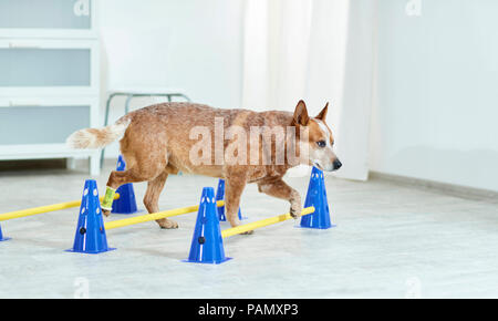 La thérapie physique : Australian Cattle Dog walking sur cavaletti, un exercice de coordination. Allemagne Banque D'Images