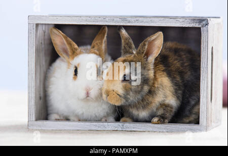 Lapin nain. Deux jeunes dans une boîte en bois. Allemagne Banque D'Images