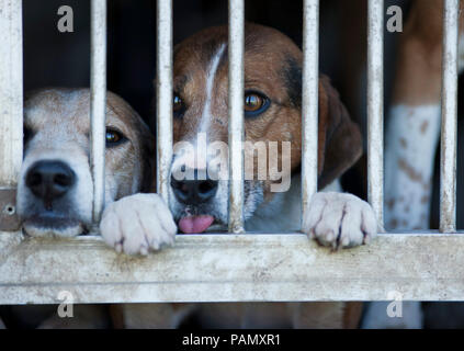 Beagle. Pack de voyage en caisse. L'Allemagne. Banque D'Images