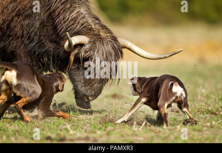 Australian Kelpie de travail. Deux chiens adultes des troupeaux bovins (Highland cattle ?). Basse-saxe, Allemagne. Banque D'Images