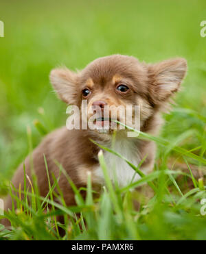 Chihuahua. Chiot assis sur un pré à la mastication sur un brin d'herbe. Allemagne Banque D'Images