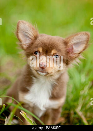 Chihuahua. Chiot assis sur un pré. Allemagne Banque D'Images