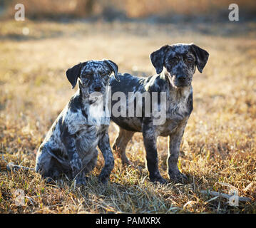 Chien de race mixte. Deux chiots debout et assis sur une prairie. Allemagne Banque D'Images