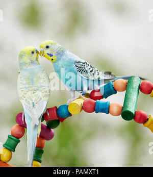 La Perruche ondulée, Perruche (Melopsittacus undulatus). Deux adultes sur une facturation de jouets multicolores. Allemagne Banque D'Images