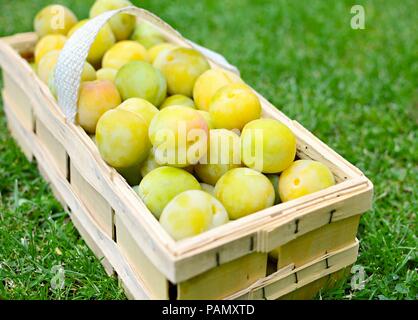 Panier plein de la greengage ou prunes vert sur le terrain en gazon. Banque D'Images