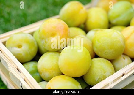 Panier plein de la greengage ou prunes vert sur le terrain en gazon. Banque D'Images