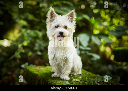 Chien de race mixte. Chien adulte assis sur un rocher moussu. Allemagne Banque D'Images