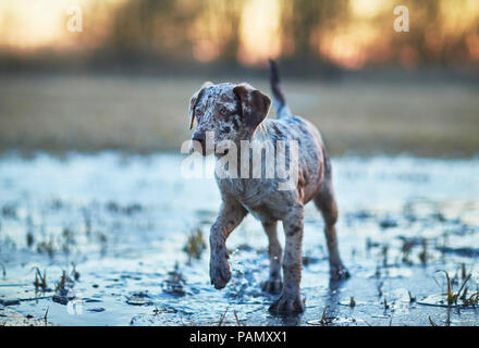 Chien de race mixte. Puppy dog walking on frozen flaque au crépuscule. Allemagne Banque D'Images