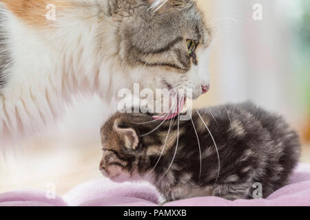 Norwegian Forest cat. Chaton toilettage mère (5 semaines). L'Allemagne, Banque D'Images