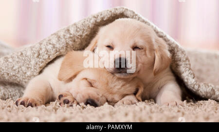 Labrador Retriever. Deux chiots dormir sous une couverture. Allemagne Banque D'Images