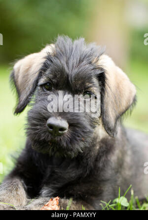 Schnauzer Géant. Portrait d'un chiot. L'Allemagne. Banque D'Images