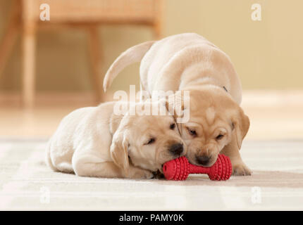 Labrador Retriever. Deux chiots (6 semaines) à l'affiche à côté de jouet rouge os. Allemagne Banque D'Images