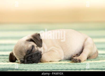 Le PUG. Chiot dormir sur un tapis. Allemagne Banque D'Images