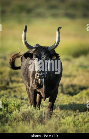 Les bovins de Camargue. Bull debout sur un pâturage. Camargue, France Banque D'Images