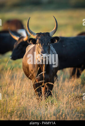 Les bovins de Camargue. Bull debout sur un pâturage. Camargue, France Banque D'Images