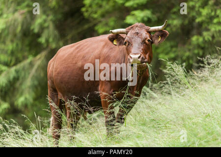 Harzer Rotvieh. Sur un pâturage permanent vache, mange de l'herbe. L'Allemagne. Banque D'Images