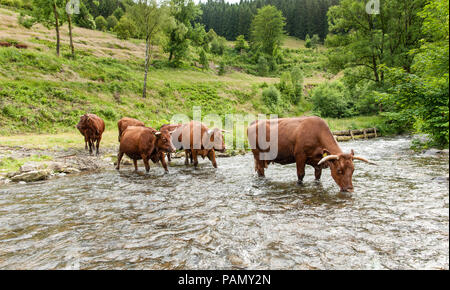 Harzer Rotvieh. Petit troupeau buvant dans un ruisseau. L'Allemagne. Banque D'Images