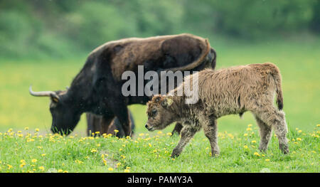 L'Aurochs de Heck, recréé les bovins (Bos primigenius primigenius). Vache et veau sur une prairie. Allemagne Banque D'Images