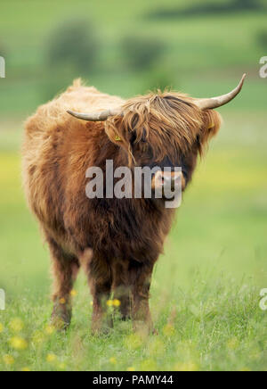 Highland cattle. Seul individu debout sur un pâturage. Allemagne Banque D'Images