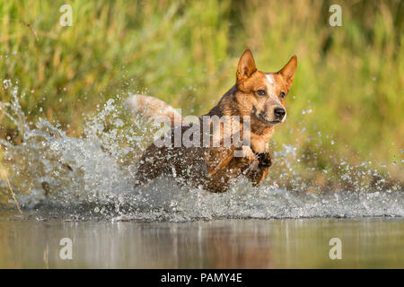 Australian Cattle Dog running par projection d'eau. L'Allemagne.. Banque D'Images
