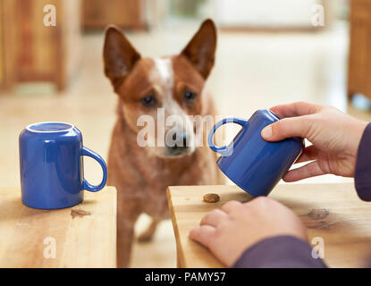 Australian Cattle Dog observe un traiter est caché sous une tasse, intelligence test. L'Allemagne. Banque D'Images